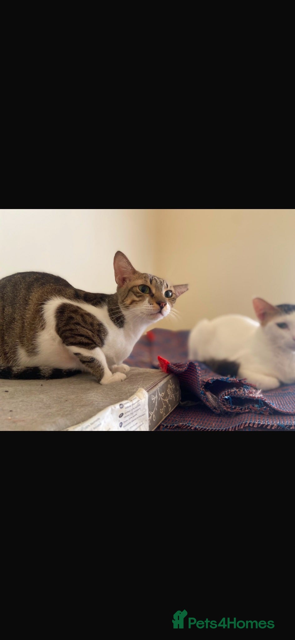 Arabian Mau cats Stray Arabian mau looking for new home - Advert 13