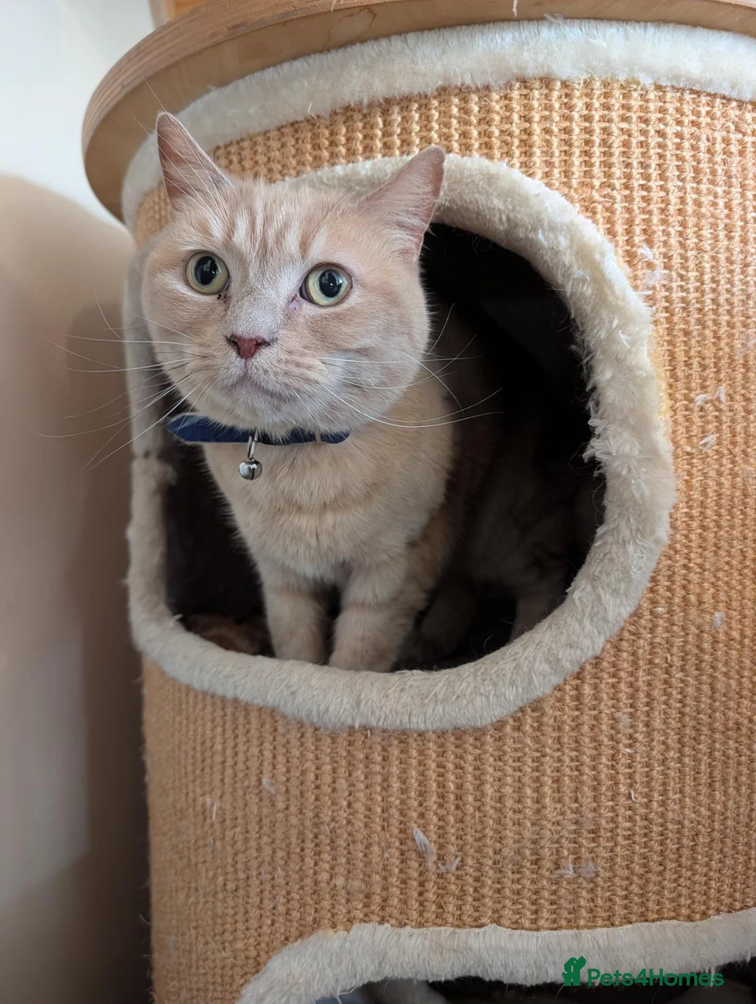 Mixed Breed cats for sale: Gorgeous cream British shorthair X - Advert 1