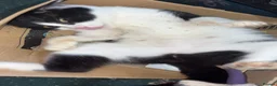 Mixed Breed cats for sale: Overlooked Rescue cats- 6m- 6 years🤎 - Advert 22