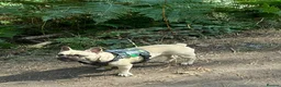 French Bulldog dogs for stud: KC reg French Bulldog ( stud only not for sale ) in Wednesbury - Advert 2