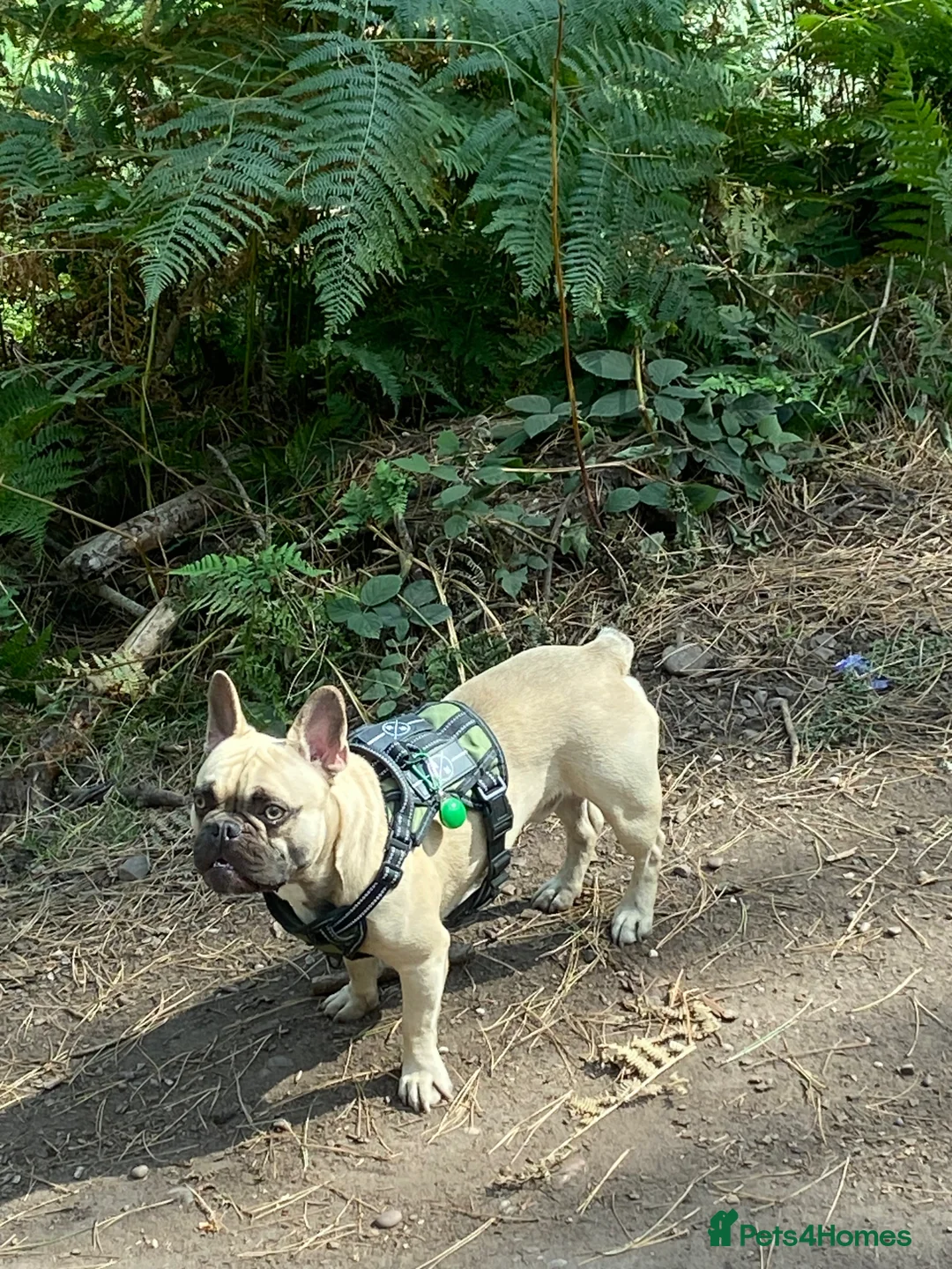 French Bulldog dogs for stud: KC reg French Bulldog ( stud only not for sale ) in Wednesbury - Advert 2
