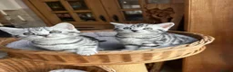 British Shorthair cats for sale: Pedigree British Shorthair Silver Tabby kittens - Advert 16