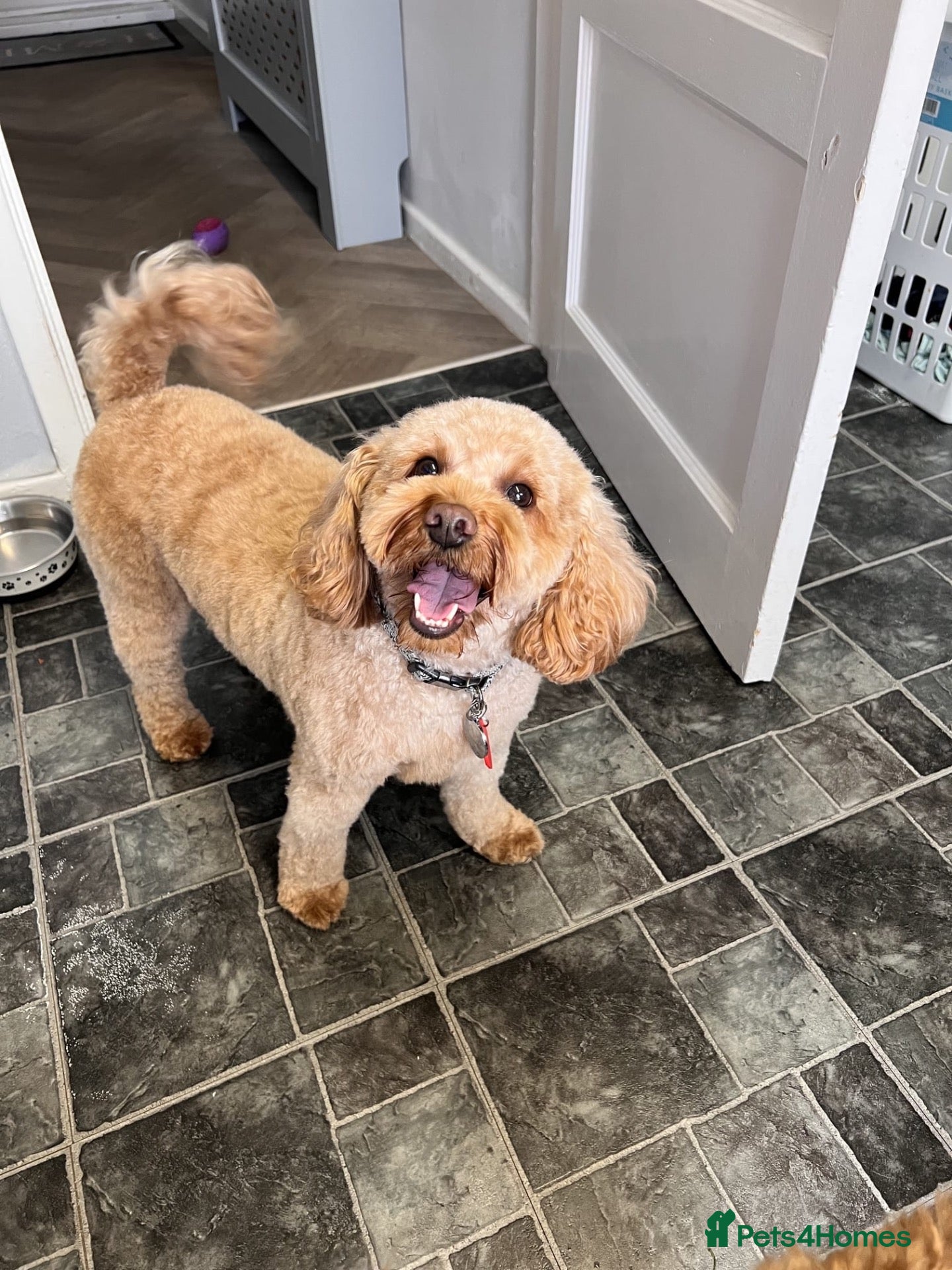 Cavapoo dogs 2 beautiful adult cavapoos to rehome  - Advert 5