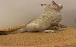 Bengal cats for sale: Snow and Brown boy TICA bengal kittens  - Image 28