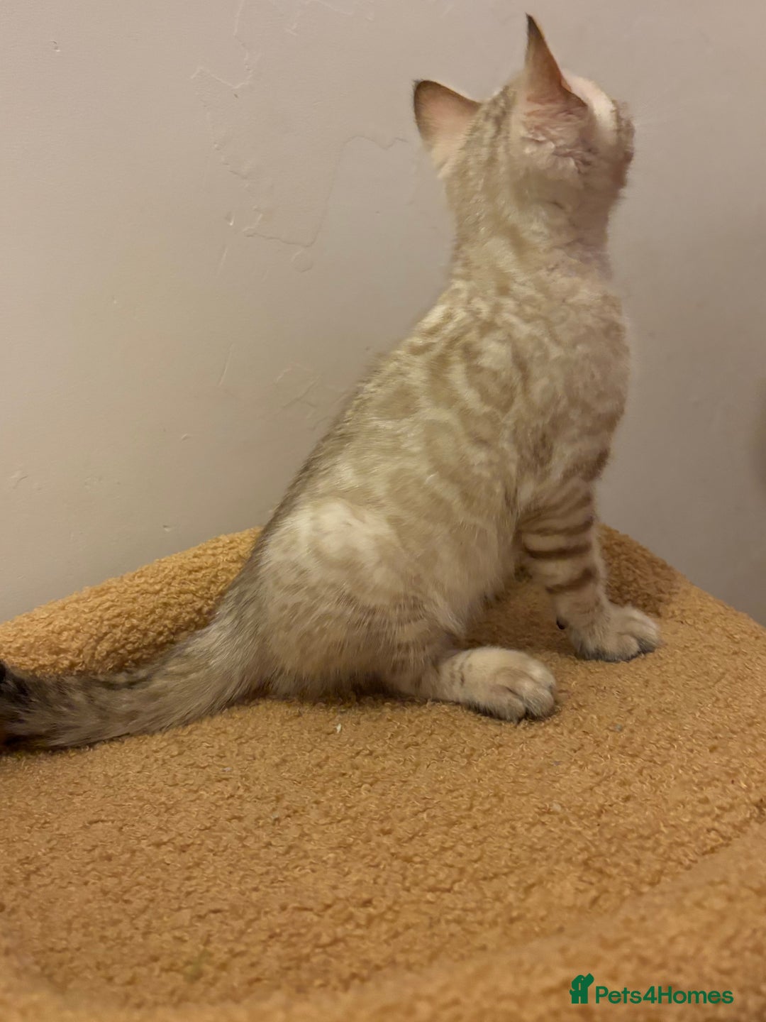 Bengal cats for sale: Snow and Brown boy TICA bengal kittens  - Image 28