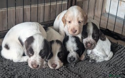 Cocker Spaniel dogs for sale: 2 x BOYS - KC Reg Working Cocker Spaniels - Image 18