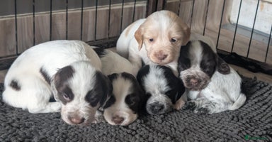 Cocker Spaniel dogs - Advert 13