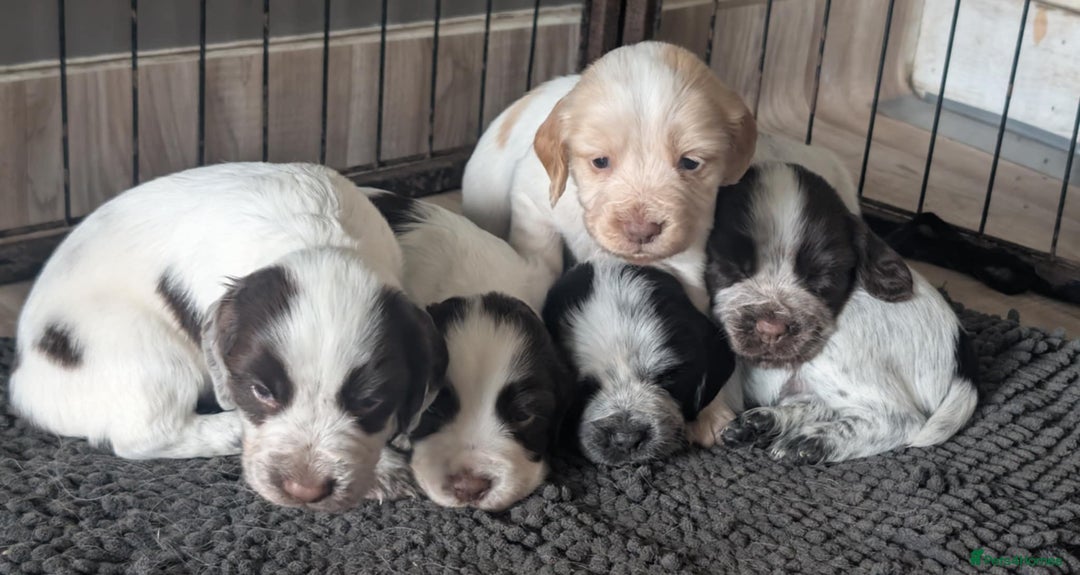 Cocker Spaniel dogs for sale: 2 x BOYS - KC Reg Working Cocker Spaniels - Image 18