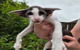 Oriental cats for sale: A truly exceptional Oriental blue bicolour boy - Image 1