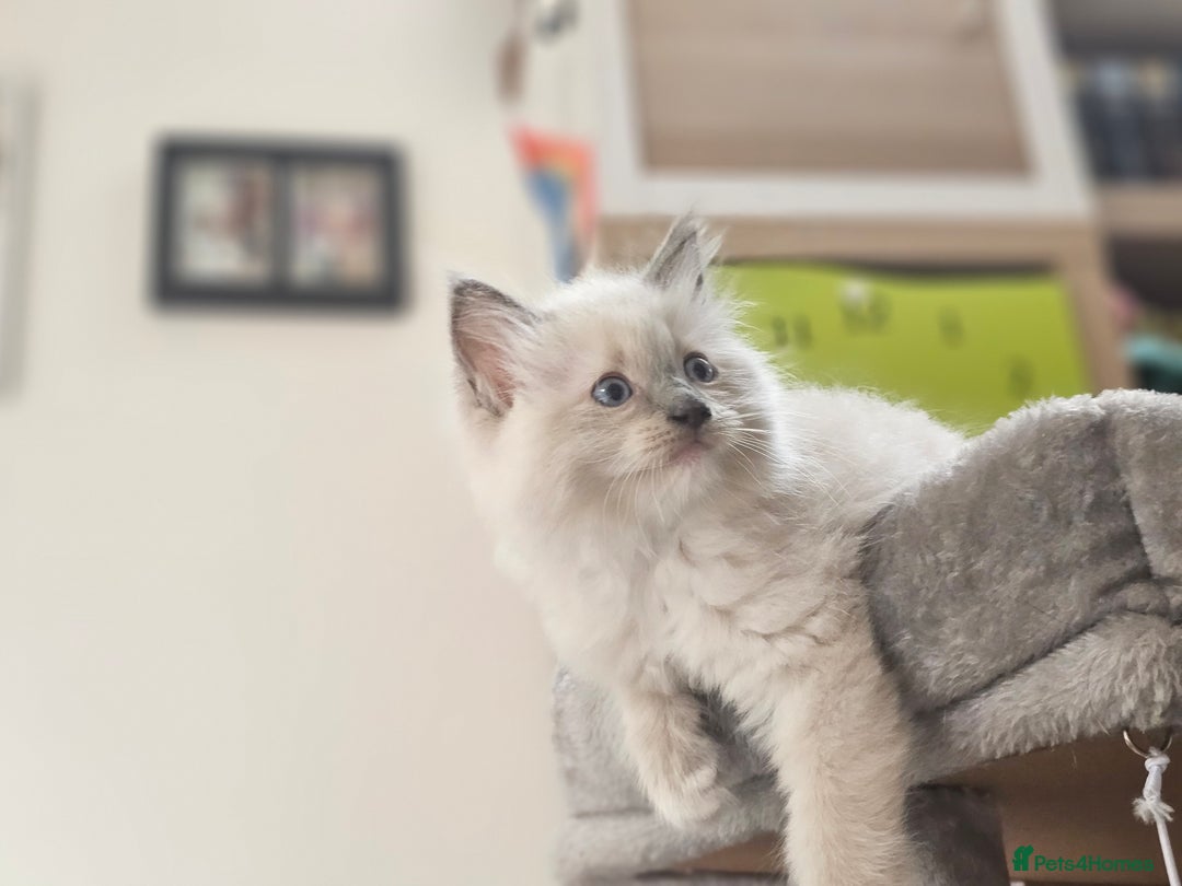 Ragdoll cats for sale: Adorable Ragdoll Boy for Sale - East London - Image 5