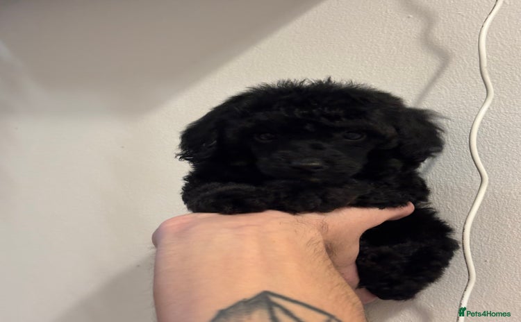 Miniature Poodle dogs - Advert 1