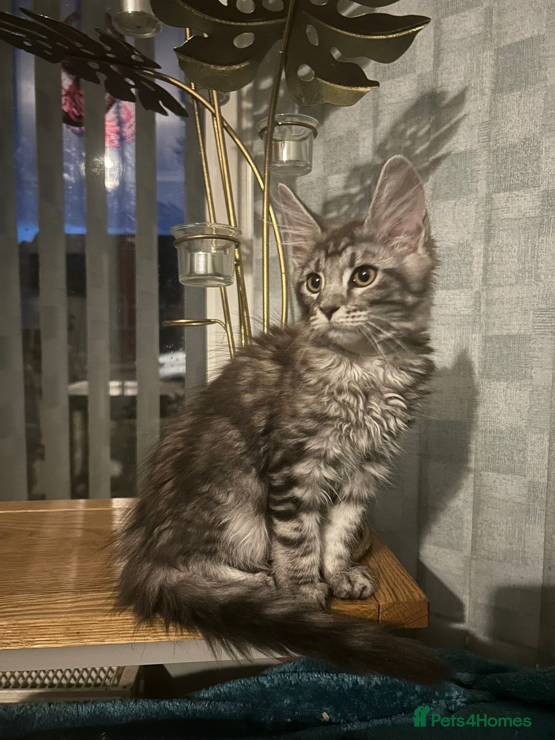 Maine Coon cats for sale: 4 LEFT! Tica registered non active mainecoons - Image 16