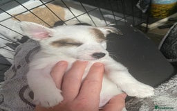 Jack Russell dogs for sale: Jack Russell puppies 1 male 1 female - Image 8