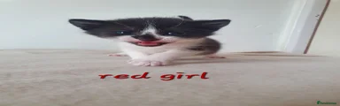 Red girl