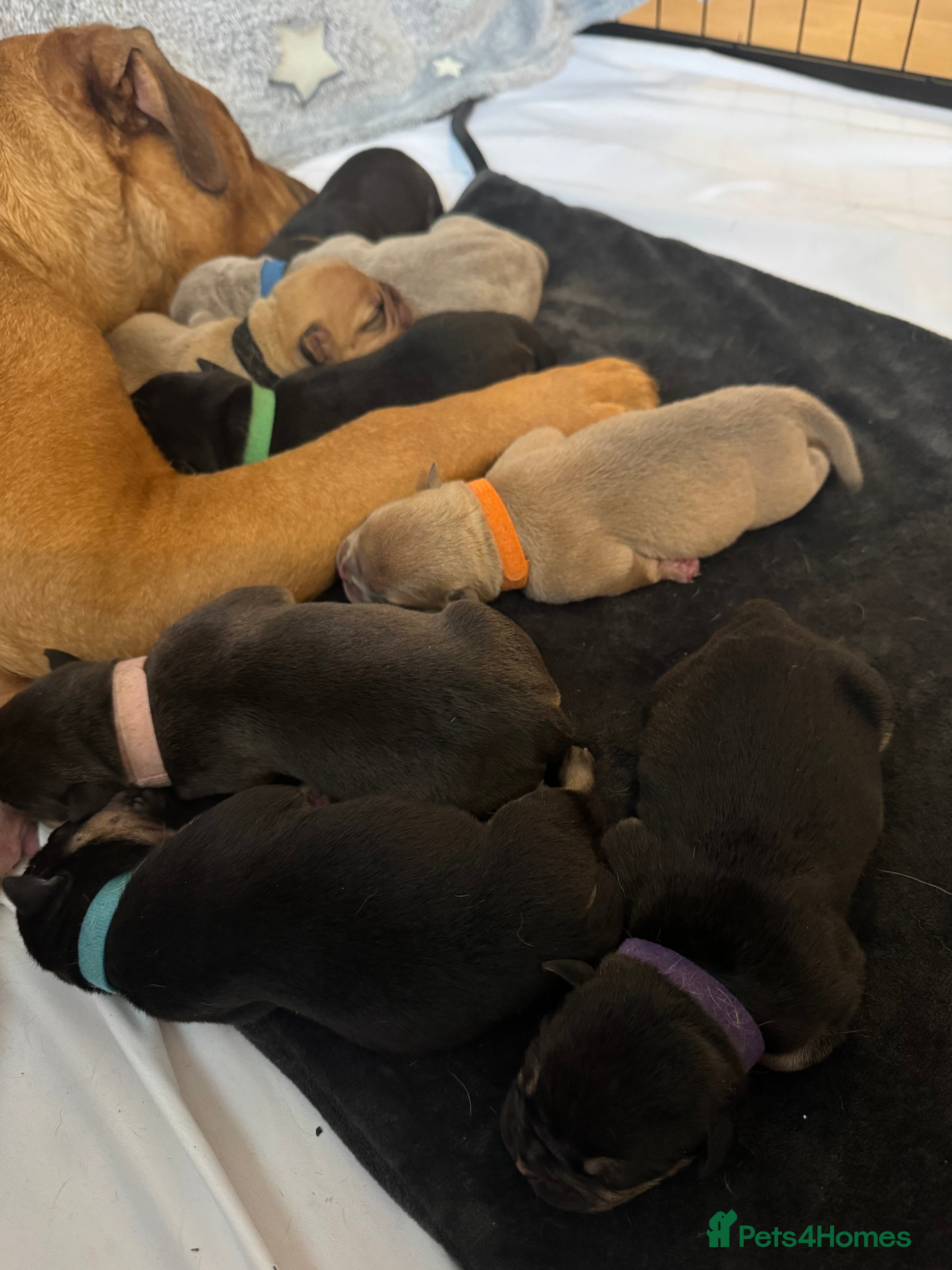 Old Tyme Bulldog dogs Old Tyme English Bulldog Puppies - Advert 2