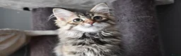 Siberian cats for sale: Siberian Kitens from Tunguska House Cattery - Advert 25