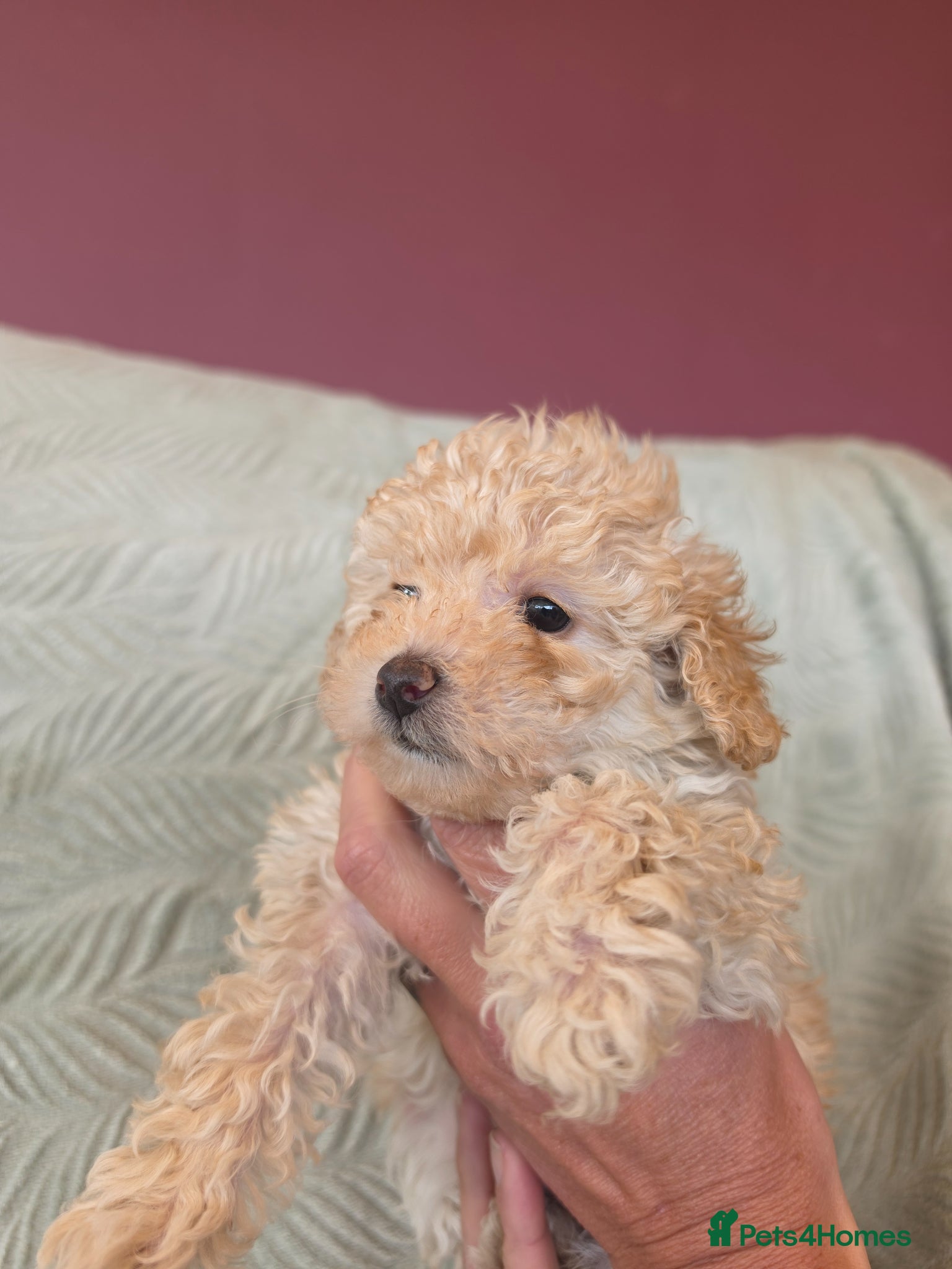 Toy Poodle dogs for sale: Pure Toy Poodle Puppies  - Advert 1