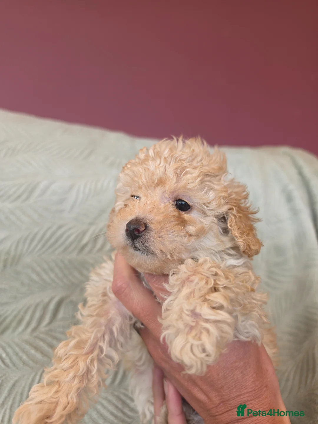 Toy Poodle dogs for sale: Pure Toy Poodle Puppies  in Prestatyn - Advert 1