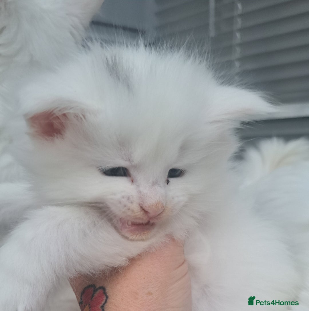 Maine Coon cats for sale: Pedigree maine coon kittens - Advert 3