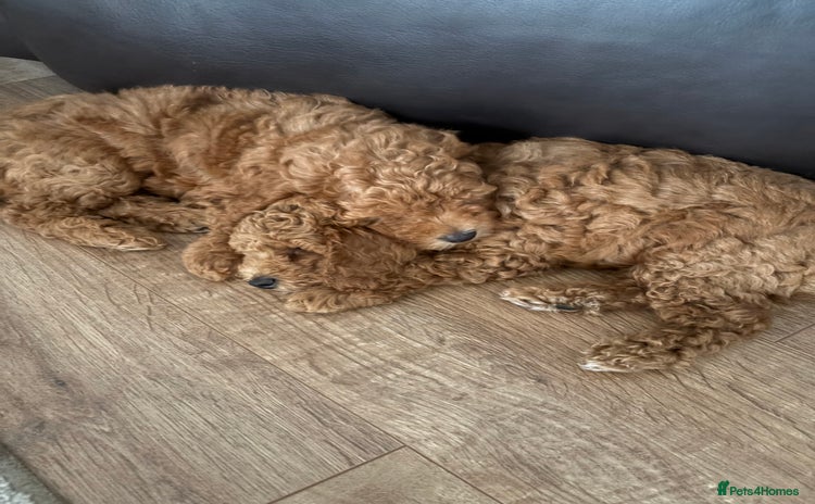 Poochon dogs - Advert 4