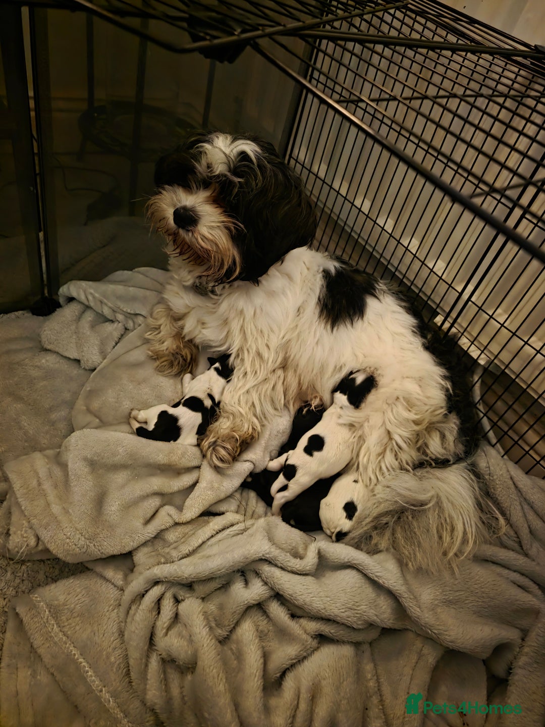 Mixed Breed dogs for sale: Mixed breed puppys - Advert 5