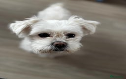 Maltese dogs for sale: Tiny loving Maltese Girl - Image 3