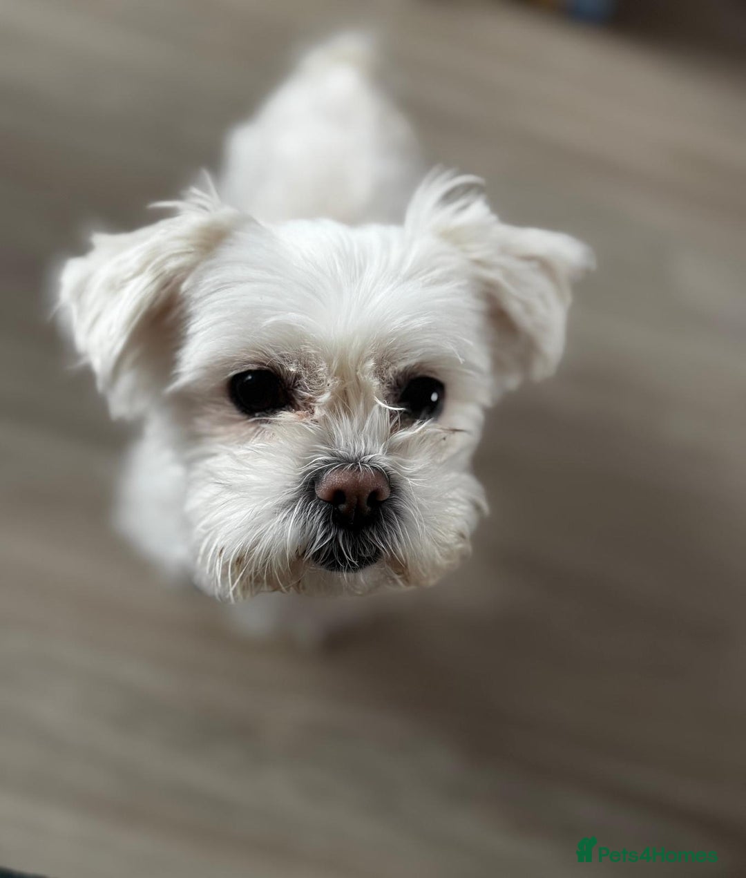 Maltese dogs for sale: Tiny loving Maltese Girl - Image 3