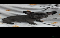 French Bulldog dogs for sale: X4 frenchbulldogs/fluffy carriers - Image 1