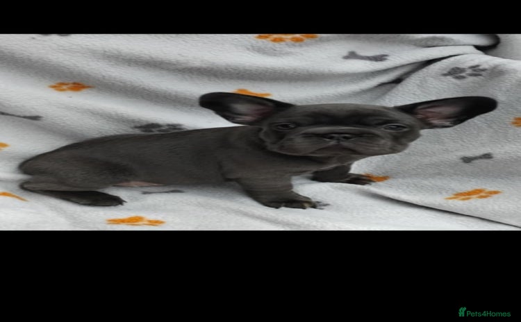 French Bulldog dogs - Advert 3