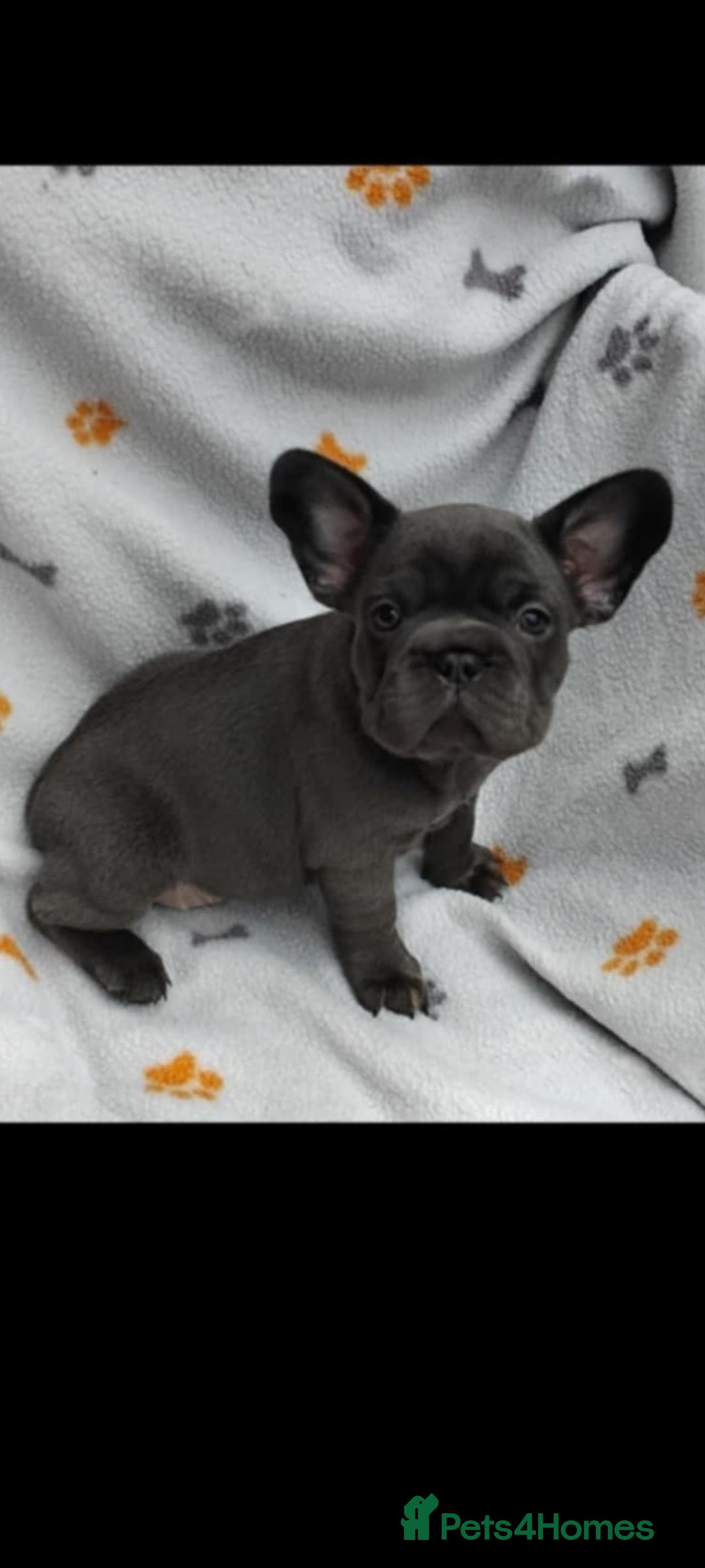 French Bulldog dogs for sale: X4 frenchbulldogs/fluffy carriers - Image 1