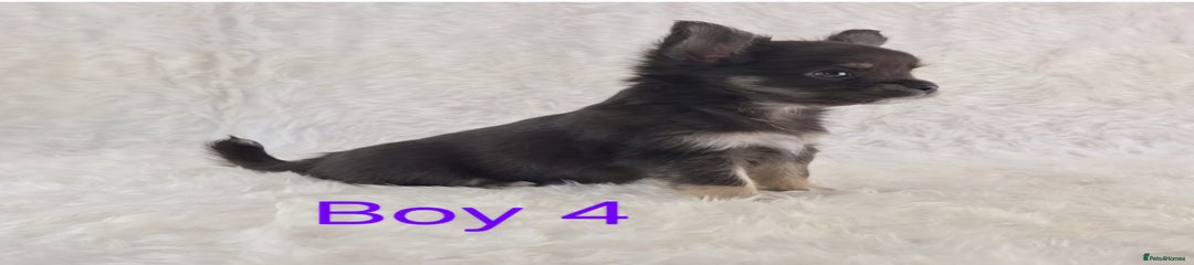 💜 Boy 4 💜 Black and Tan 
