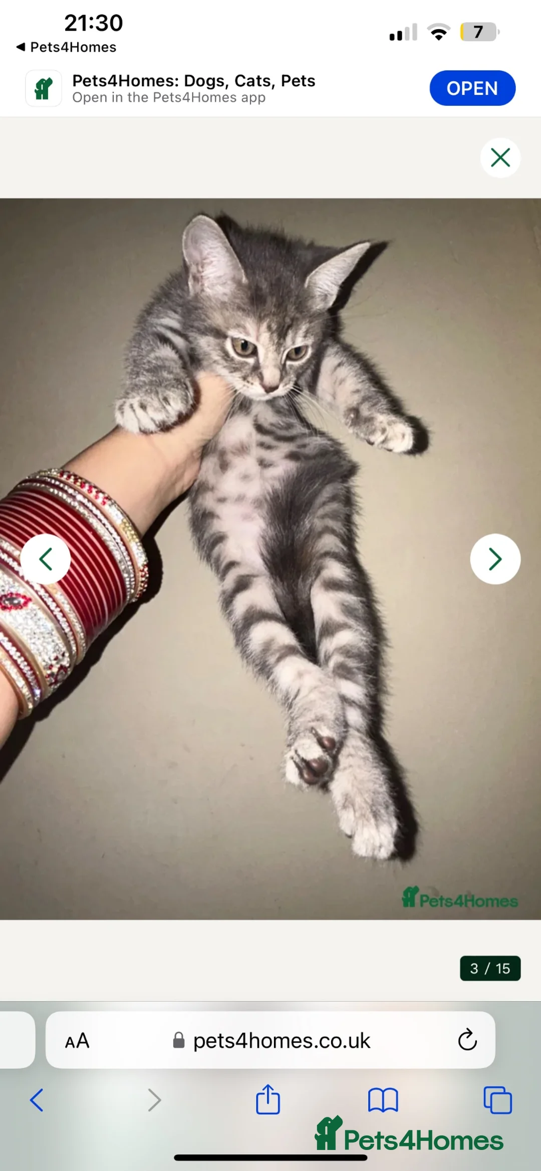 American Shorthair cats for sale: 1 left !! adorable grey kittens🐱 - Advert 2