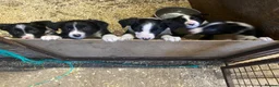 Border Collie dogs for sale: Working Border Collie puppies - Advert 2