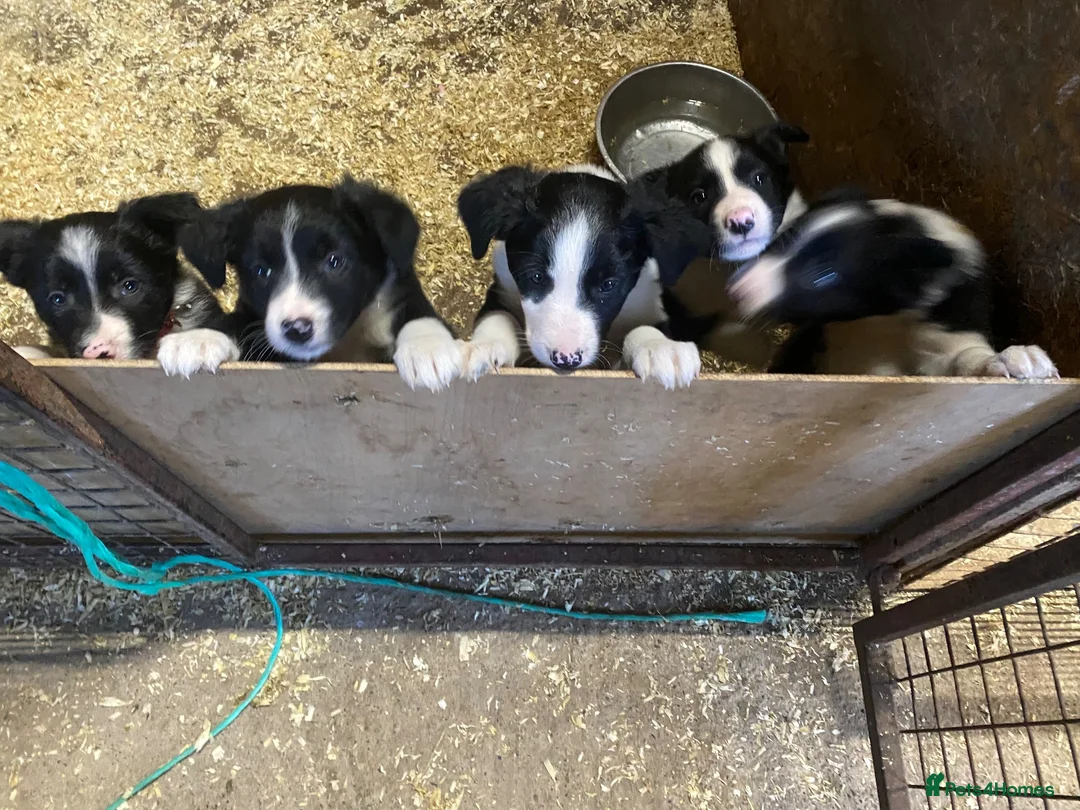 Border Collie dogs for sale: Working Border Collie puppies - Advert 2