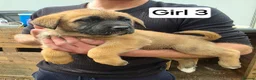 Mixed Breed dogs for sale: 9 (2 LEFT) Beautiful Akita x puppies for sale - Advert 13