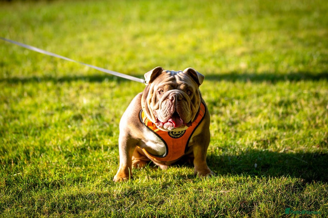 English Bulldog dogs for sale: For sale: 7 English Bulldog Puppies - Image 31