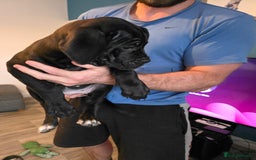 Cane Corso dogs for sale: Female cane corso puppy - Image 3