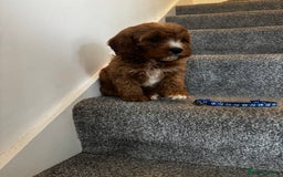 Cavapoo dogs for sale: cavapoo  - Image 16