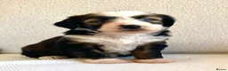 Tibetan Terrier dogs for sale: Beautiful Kc Registered Tibetan Terrier Puppies - Advert 20