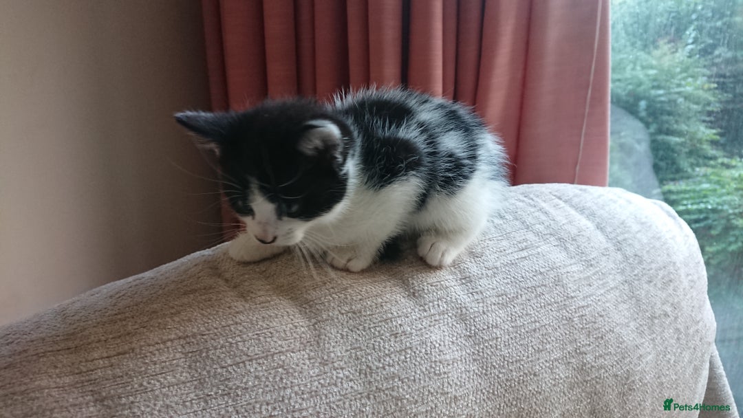 British Shorthair cats for sale: Cheshire Kittens  - Advert 5