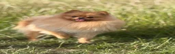 Pomeranian dogs for sale: Miniature Pomeranian Puppys in Redditch - Advert 18