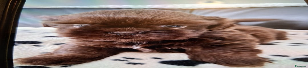 Shih Tzu Puppy 1