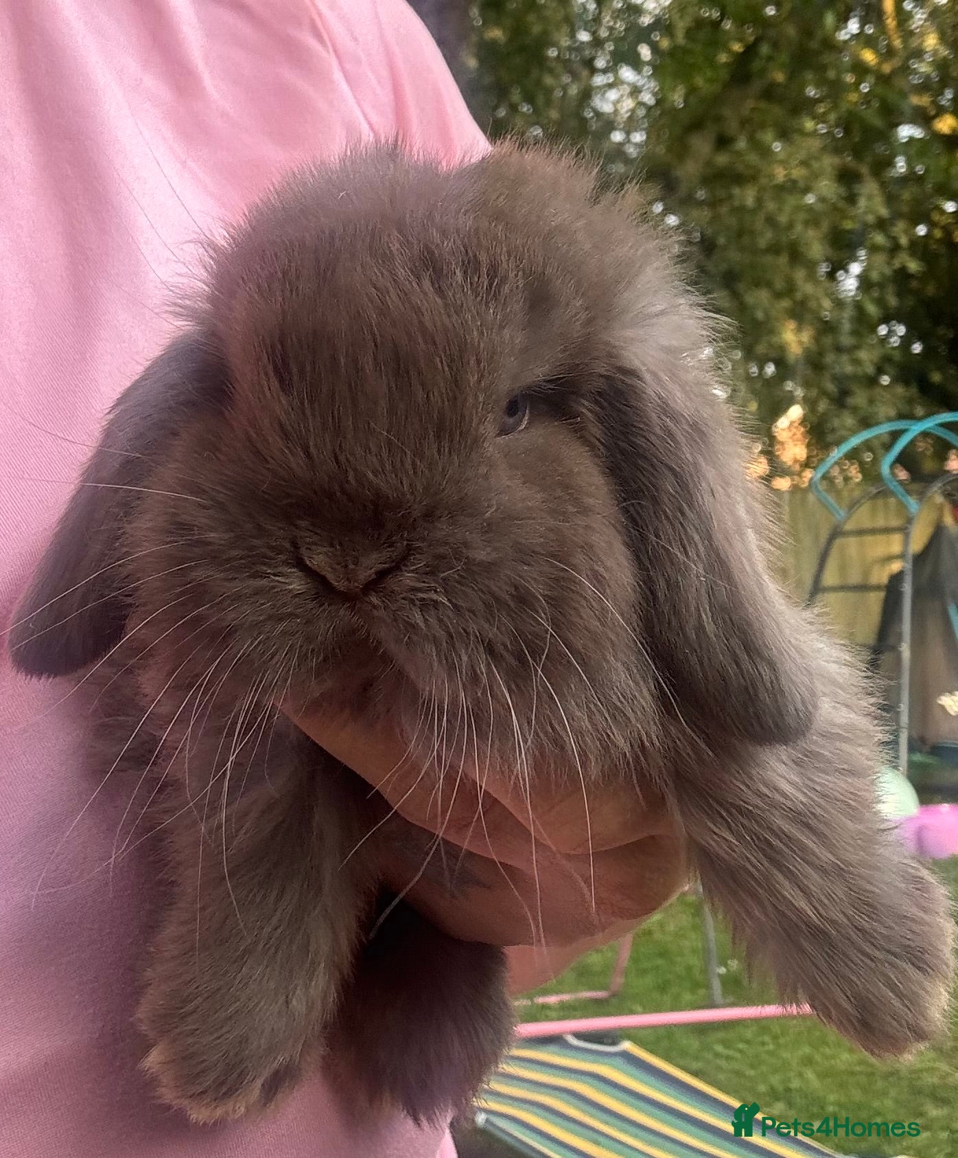 Mini Lop rabbits Pure bred pedigreed mini lops  - Advert 18
