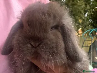 Mini Lop rabbits Pure bred pedigreed mini lops - Advert 1