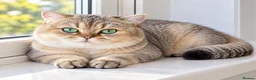 British Shorthair cats for stud: NY12⚜️GOLDEN BSH 🏆 TICA and GCCF reg 🩸 blood B - Advert 5