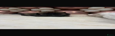 Pekingese 5