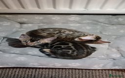 Bengal cats for sale: Pedigree Bengal Kittens - Image 21