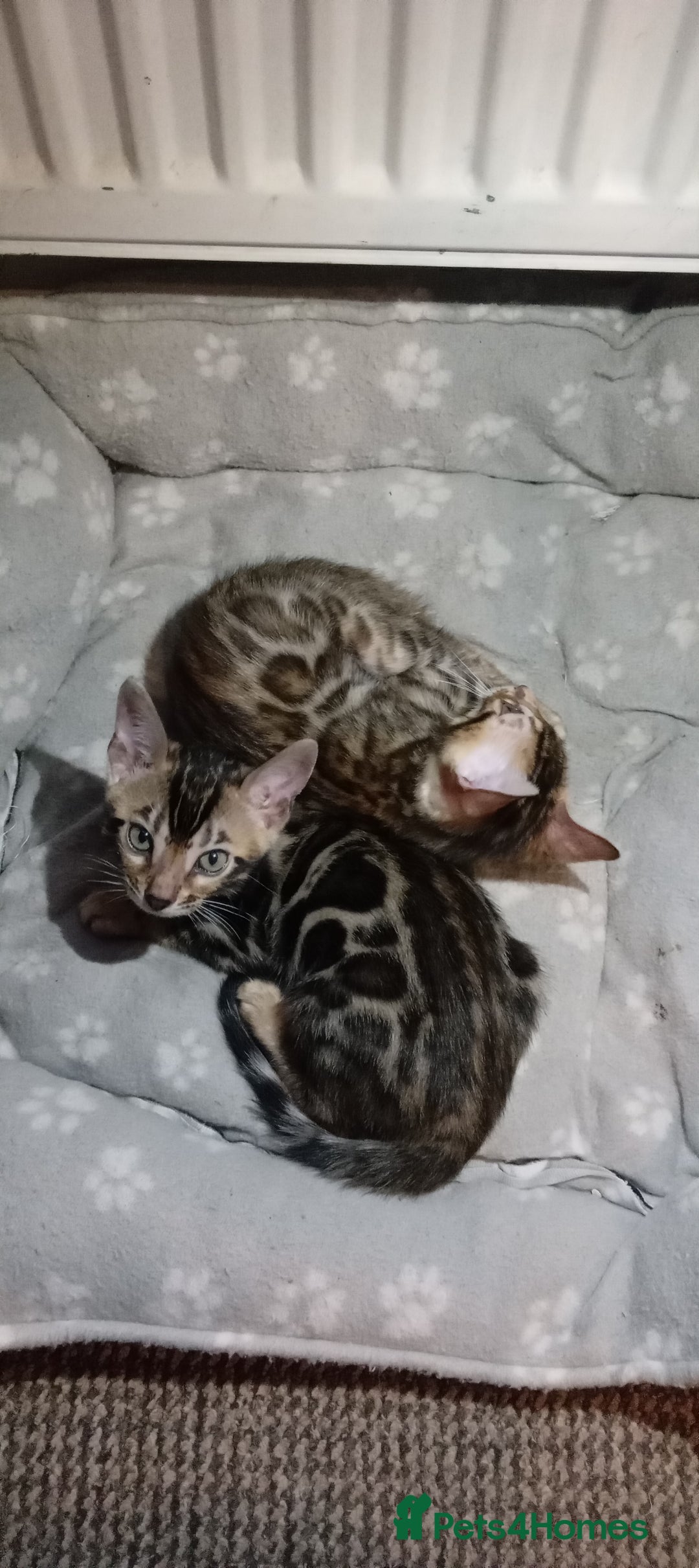 Bengal cats for sale: Pedigree Bengal Kittens - Image 21