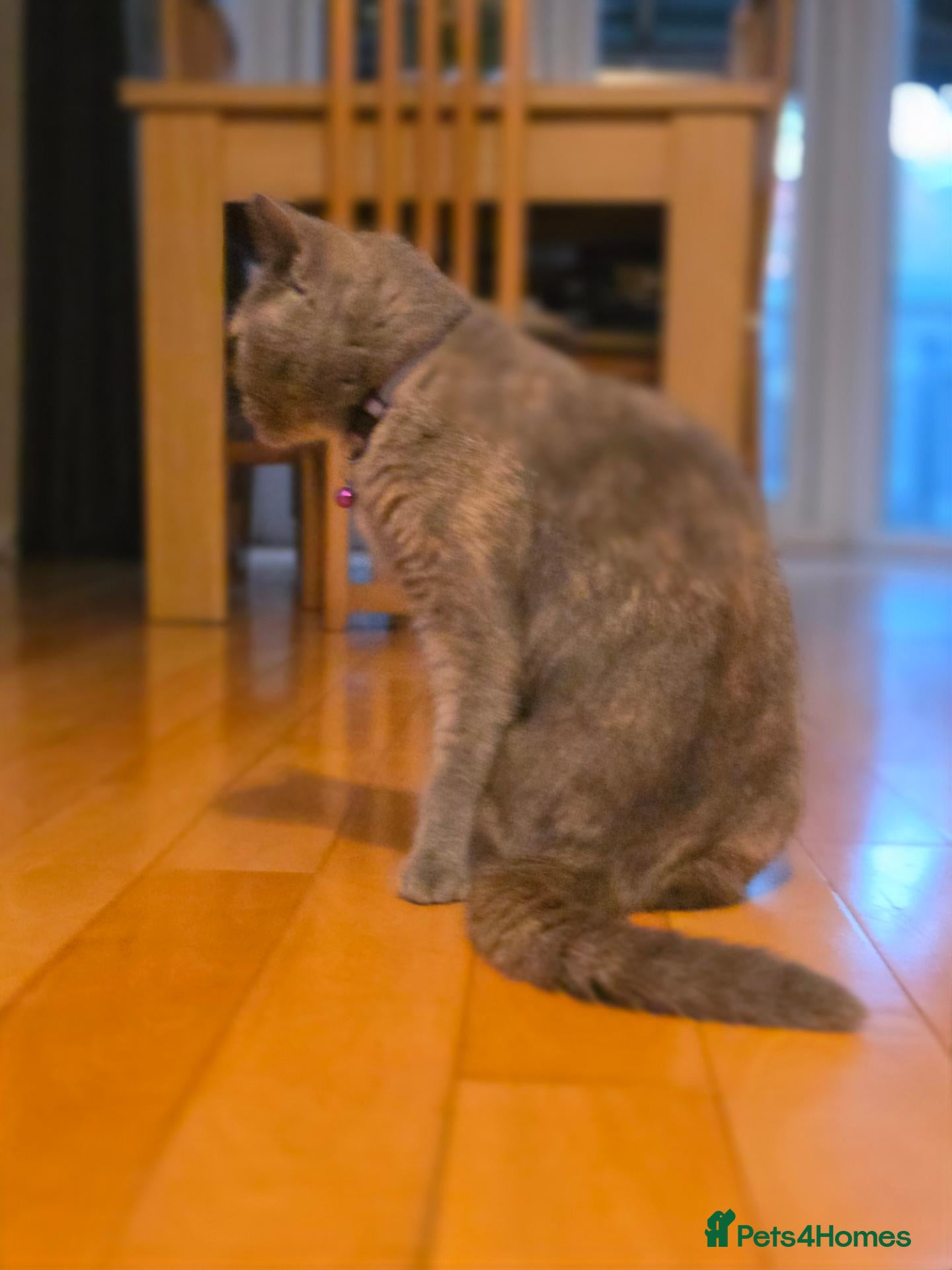 British Shorthair cats British shorthair - Advert 2