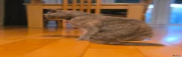 British Shorthair cats for sale: British shorthair - Advert 1